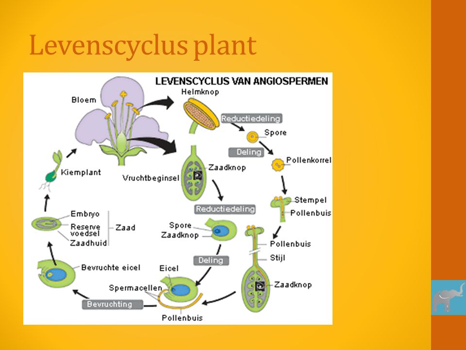 Levenscyclus plant