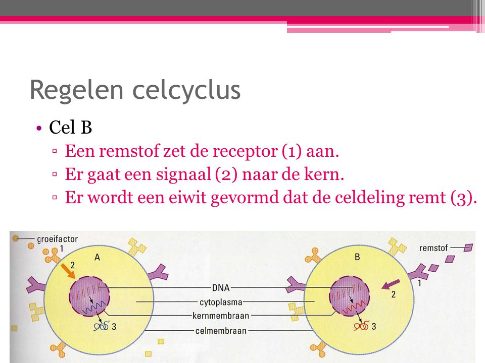 Regelen celcyclus Cel B Een remstof zet de receptor (1) aan.