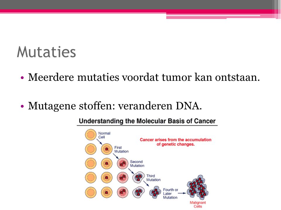 Mutaties Meerdere mutaties voordat tumor kan ontstaan.