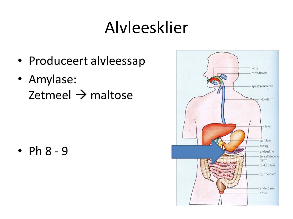 Alvleesklier Produceert alvleessap Amylase: Zetmeel  maltose Ph 8 - 9