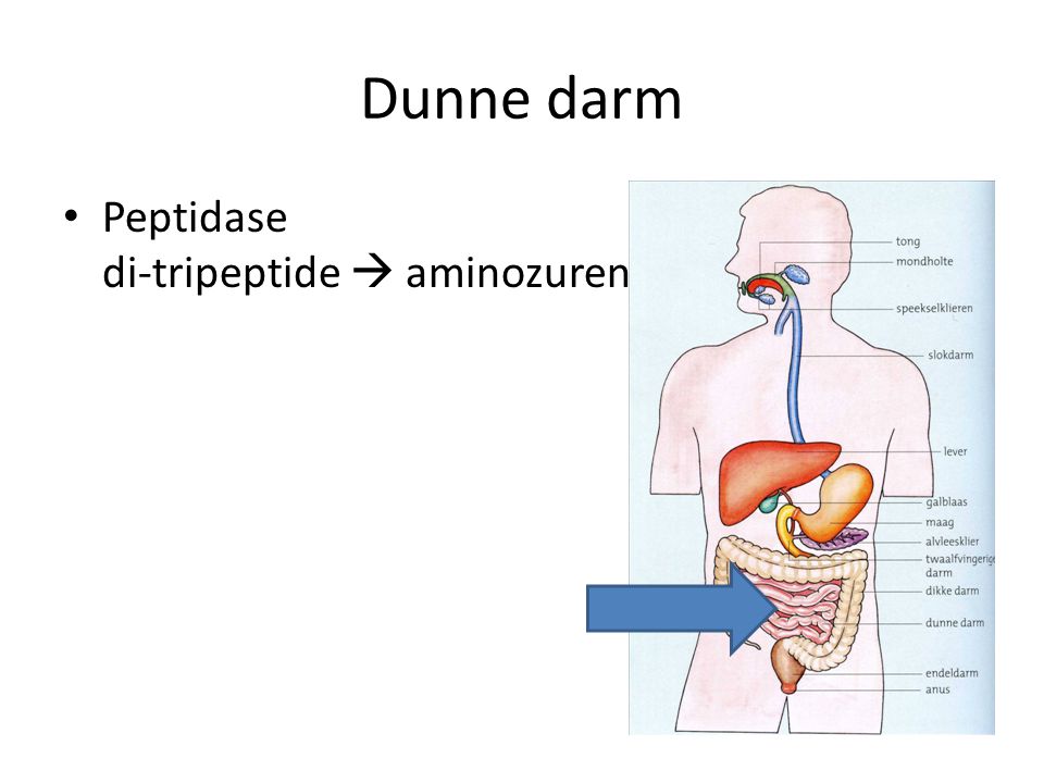 Dunne darm Peptidase di-tripeptide  aminozuren