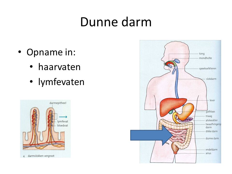 Dunne darm Opname in: haarvaten lymfevaten