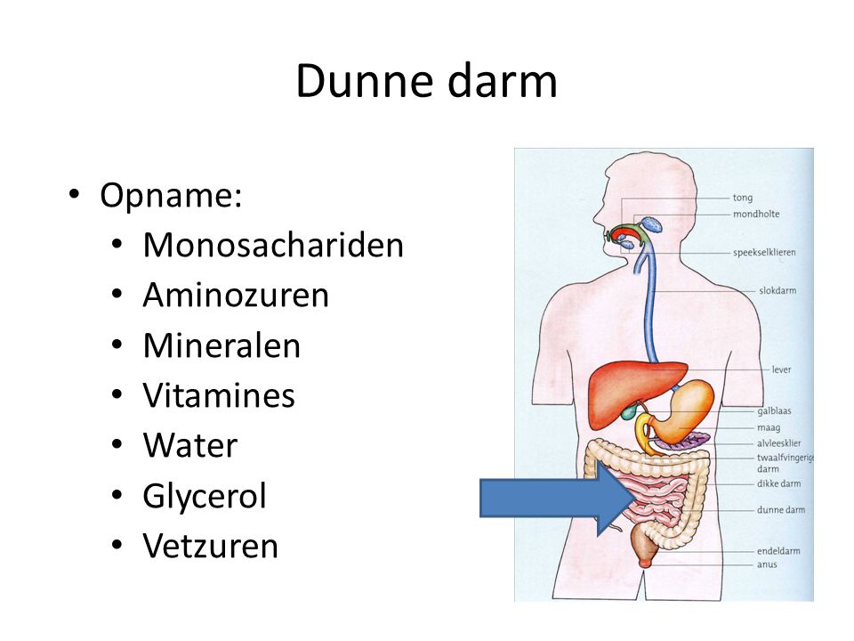 Dunne darm Opname: Monosachariden Aminozuren Mineralen Vitamines Water