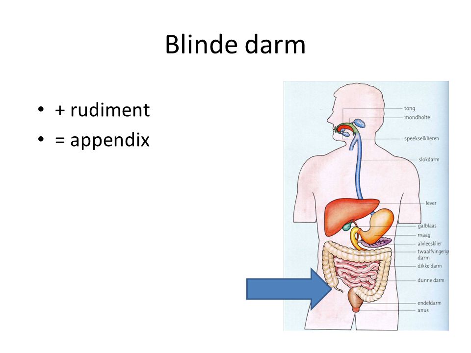 Blinde darm + rudiment = appendix