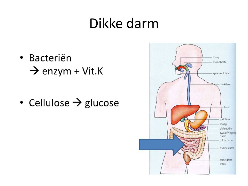 Dikke darm Bacteriën  enzym + Vit.K Cellulose  glucose