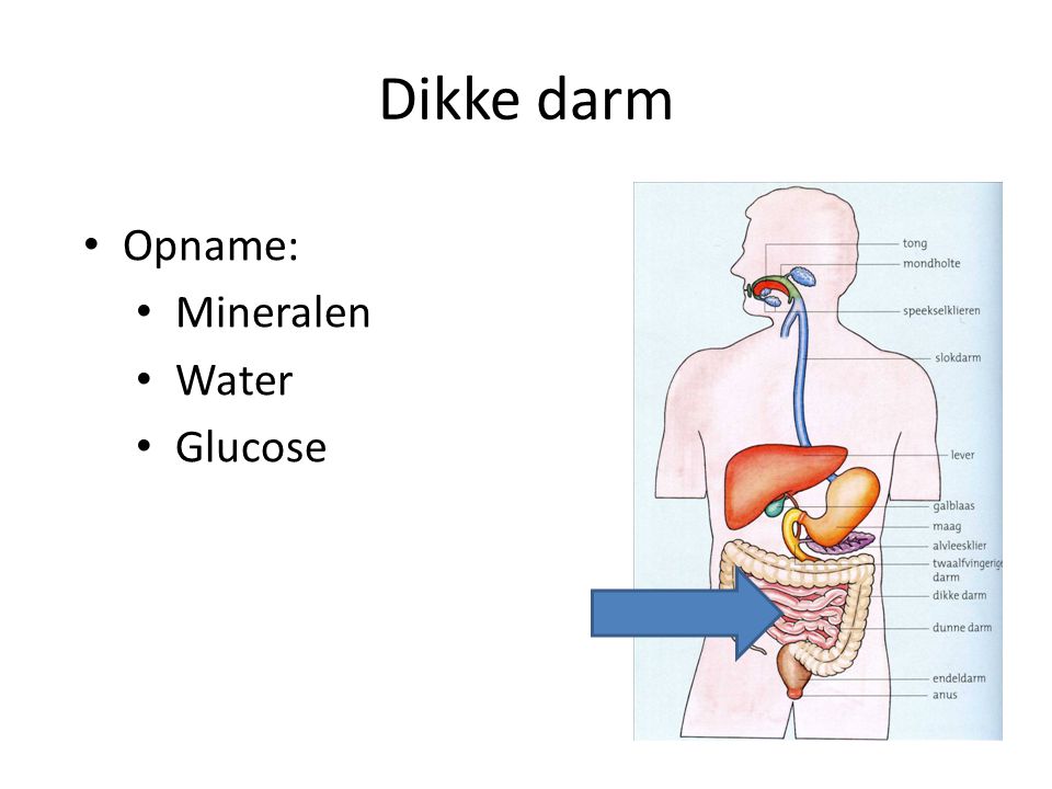 Dikke darm Opname: Mineralen Water Glucose