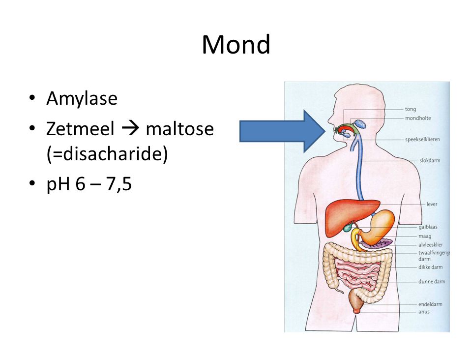 Mond Amylase Zetmeel  maltose (=disacharide) pH 6 – 7,5