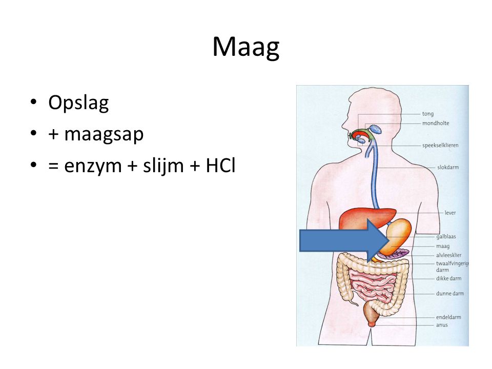 Maag Opslag + maagsap = enzym + slijm + HCl