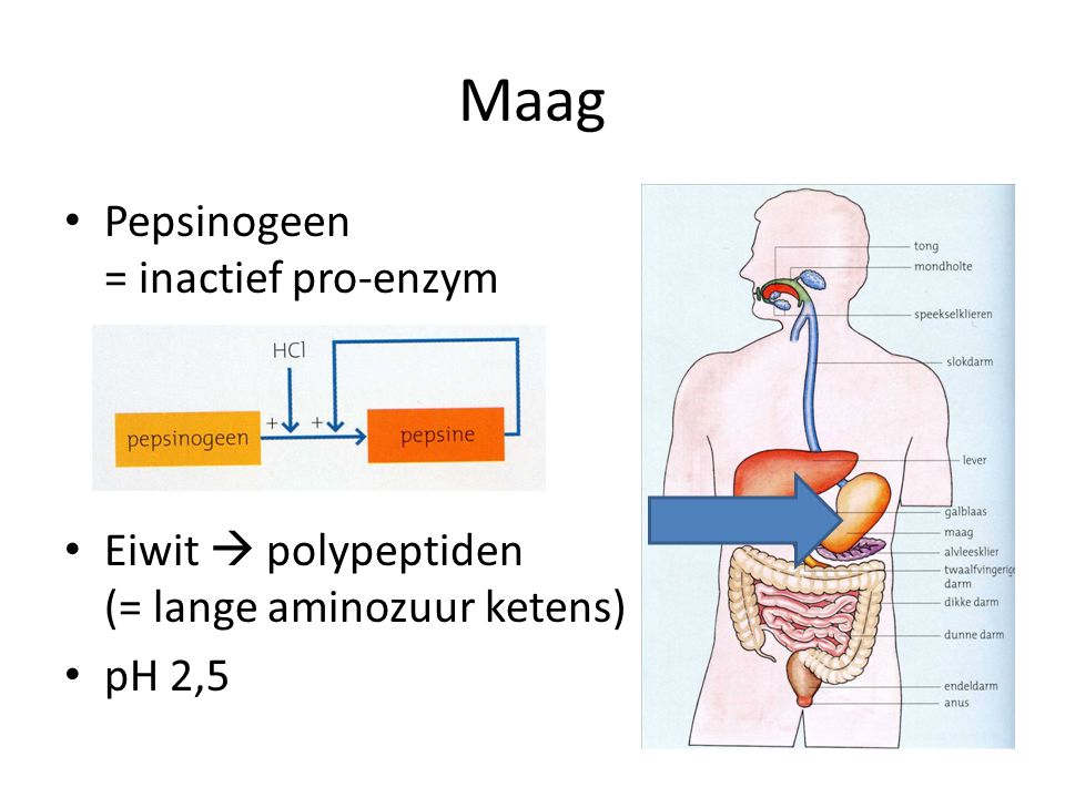 Maag Pepsinogeen = inactief pro-enzym