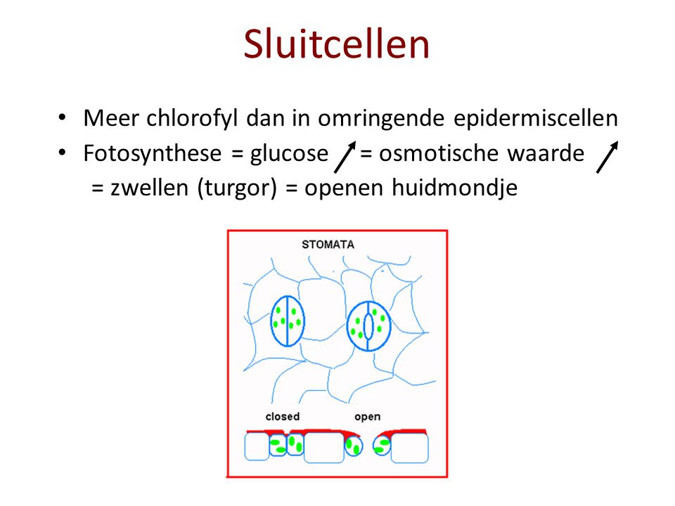 Sluitcellen Meer chlorofyl dan in omringende epidermiscellen