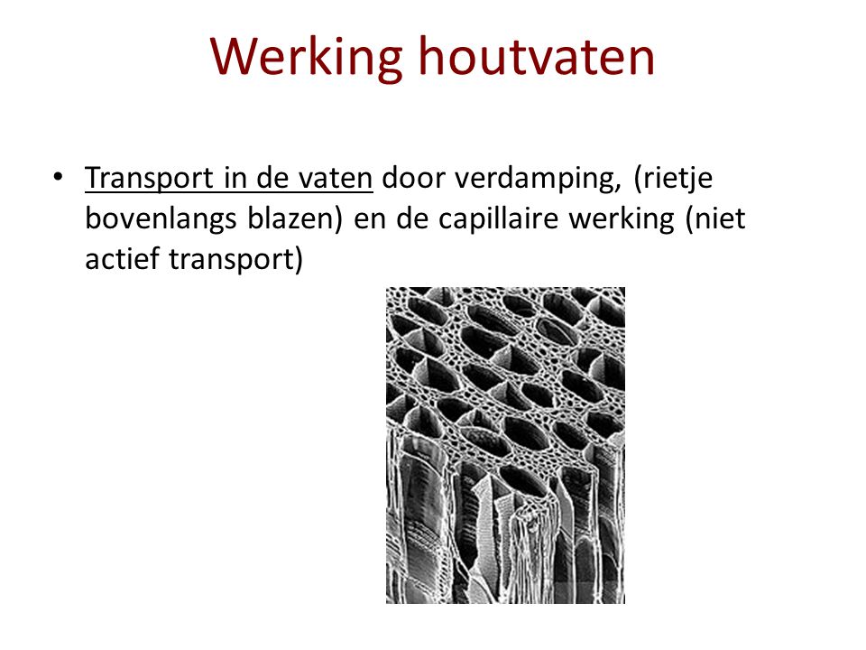 Werking houtvaten Transport in de vaten door verdamping, (rietje bovenlangs blazen) en de capillaire werking (niet actief transport)