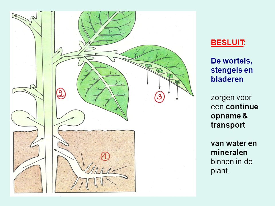 BESLUIT: De wortels, stengels en bladeren. zorgen voor. een continue. opname & transport. van water en mineralen.