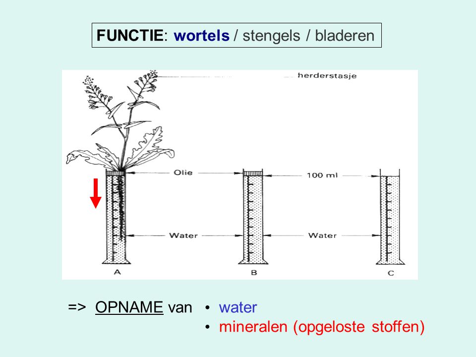 FUNCTIE: wortels / stengels / bladeren