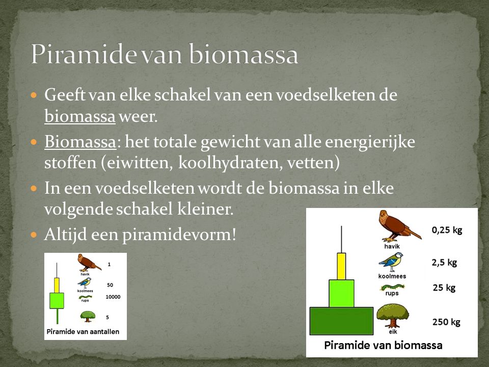 Piramide van biomassa Geeft van elke schakel van een voedselketen de biomassa weer.