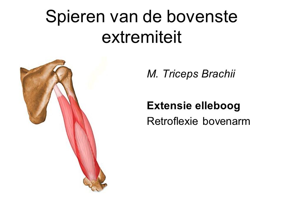 Spieren van de bovenste extremiteit