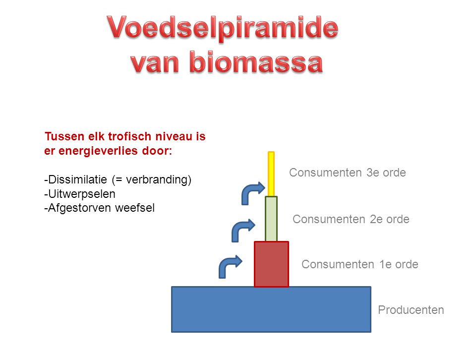 Voedselpiramide van biomassa