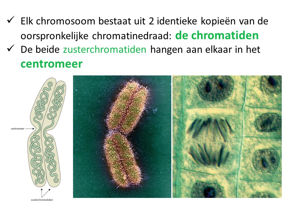 Elk chromosoom bestaat uit 2 identieke kopieën van de oorspronkelijke chromatinedraad: de chromatiden