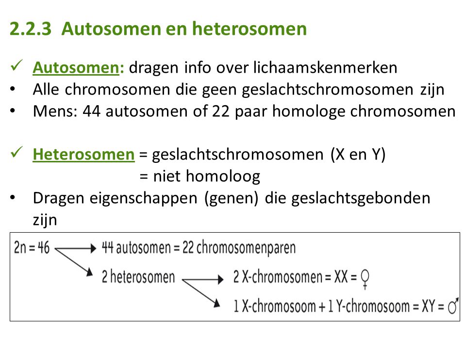 2.2.3 Autosomen en heterosomen