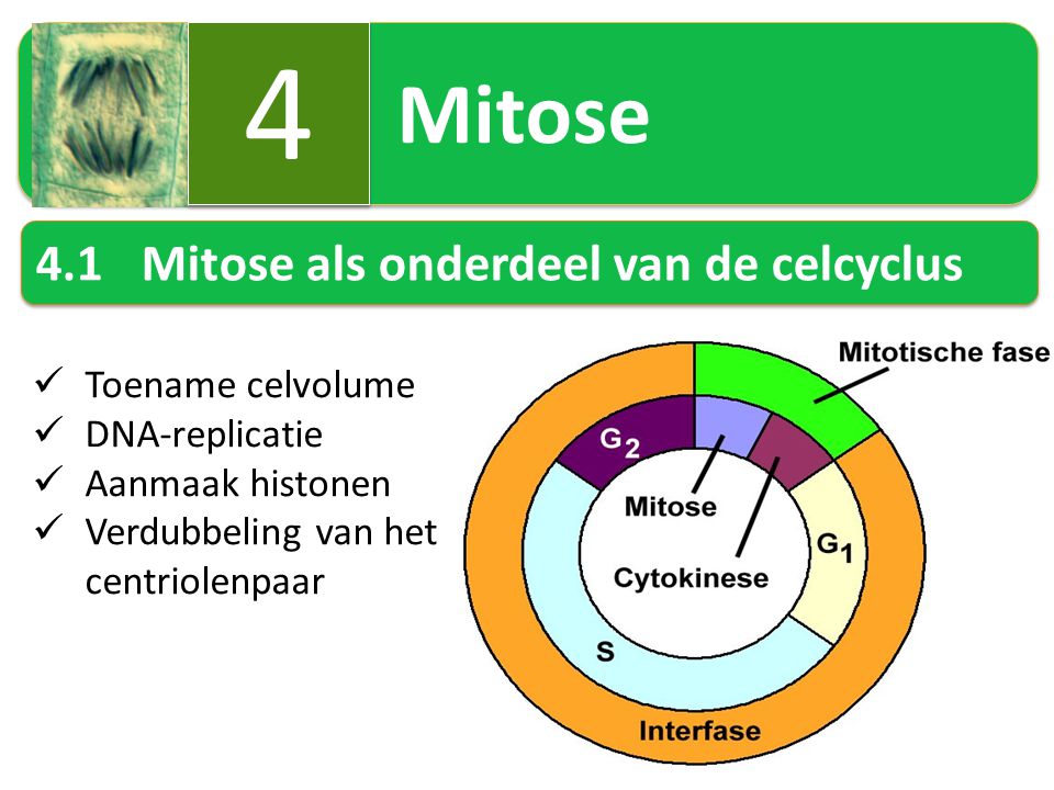 4 4.1 Mitose als onderdeel van de celcyclus Mitose Toename celvolume