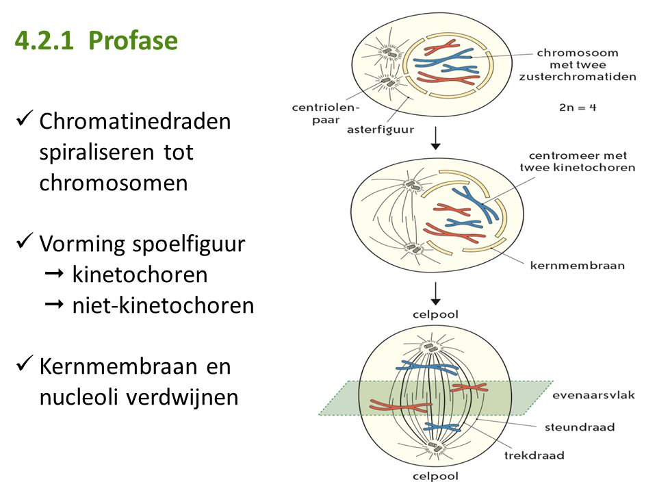 4.2.1 Profase Chromatinedraden spiraliseren tot chromosomen