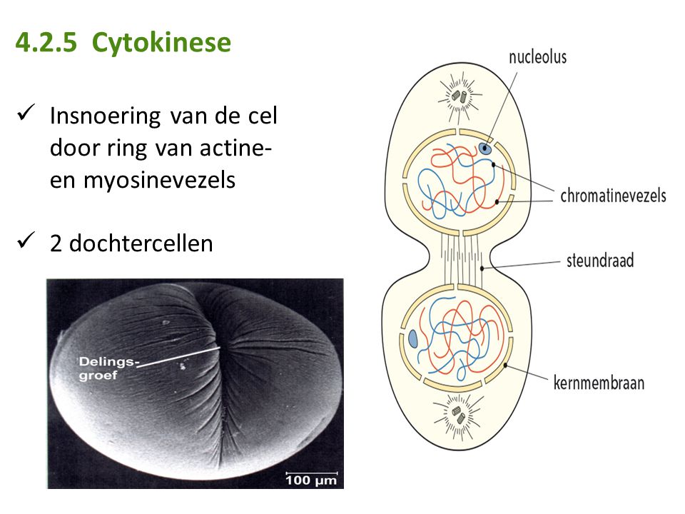4.2.5 Cytokinese Insnoering van de cel door ring van actine- en myosinevezels 2 dochtercellen