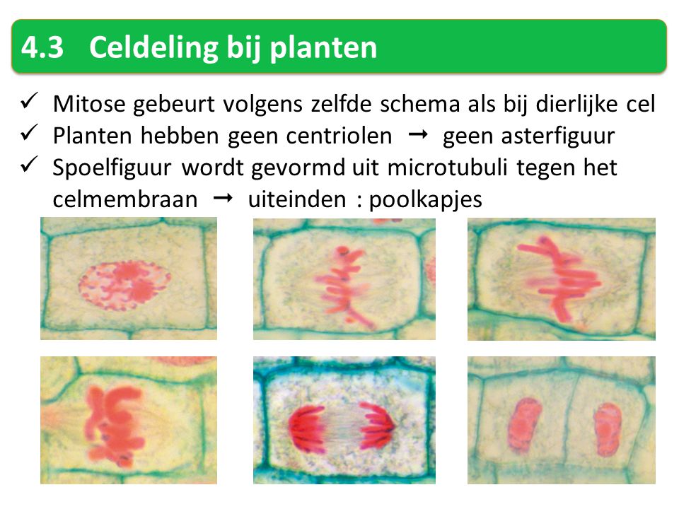 4.3 Celdeling bij planten Mitose gebeurt volgens zelfde schema als bij dierlijke cel. Planten hebben geen centriolen  geen asterfiguur.