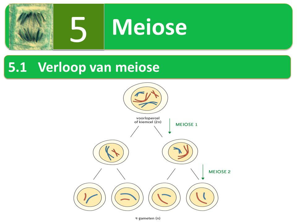 Meiose Verloop van meiose
