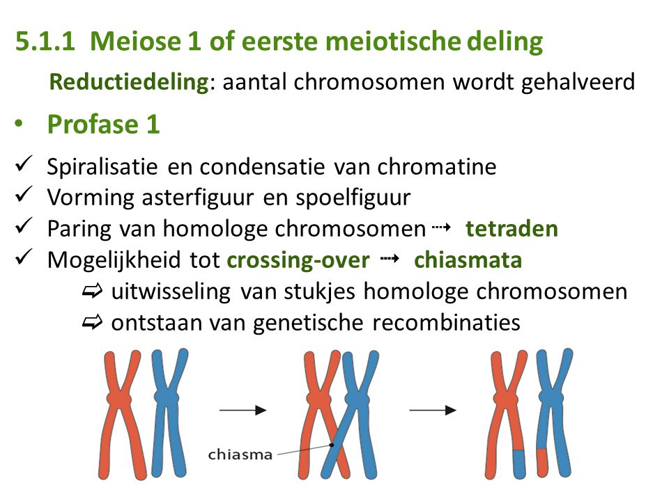 5.1.1 Meiose 1 of eerste meiotische deling