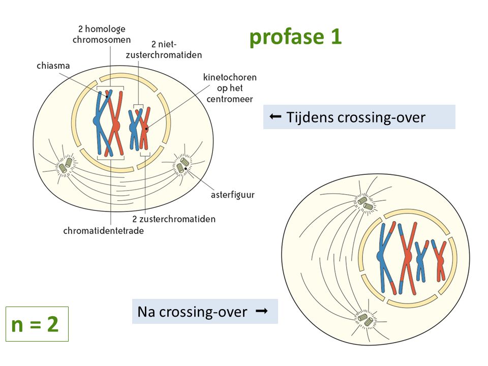 profase 1  Tijdens crossing-over Na crossing-over  n = 2