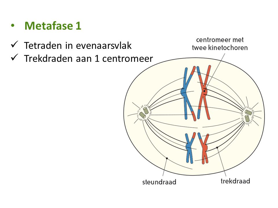 Metafase 1 Tetraden in evenaarsvlak Trekdraden aan 1 centromeer