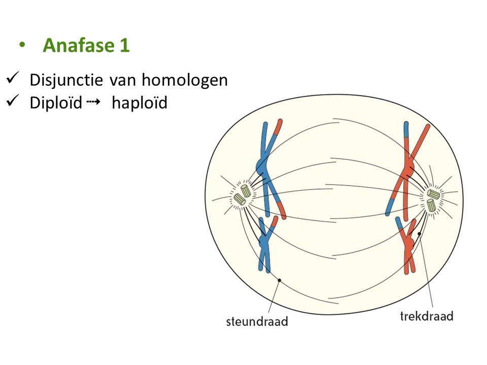Anafase 1 Disjunctie van homologen Diploïd  haploïd