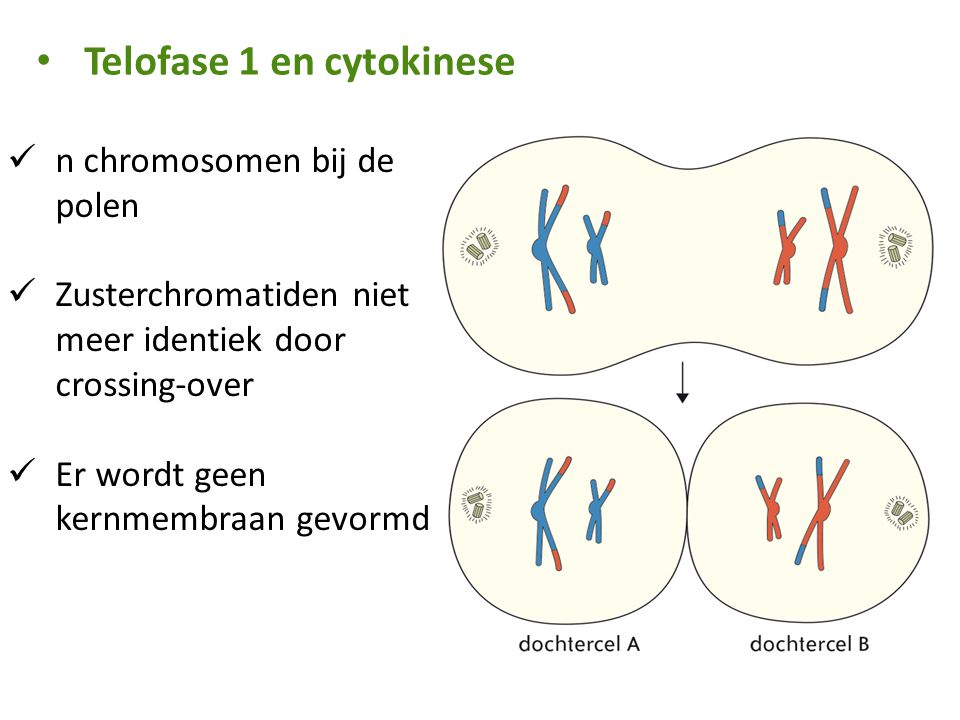 Telofase 1 en cytokinese
