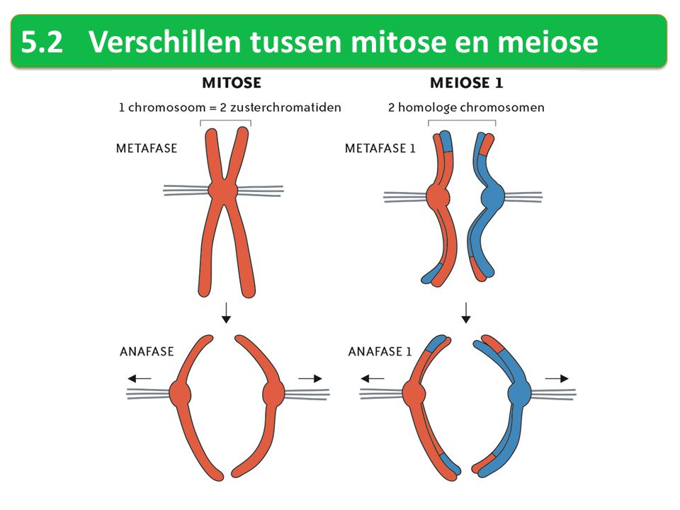 5.2 Verschillen tussen mitose en meiose