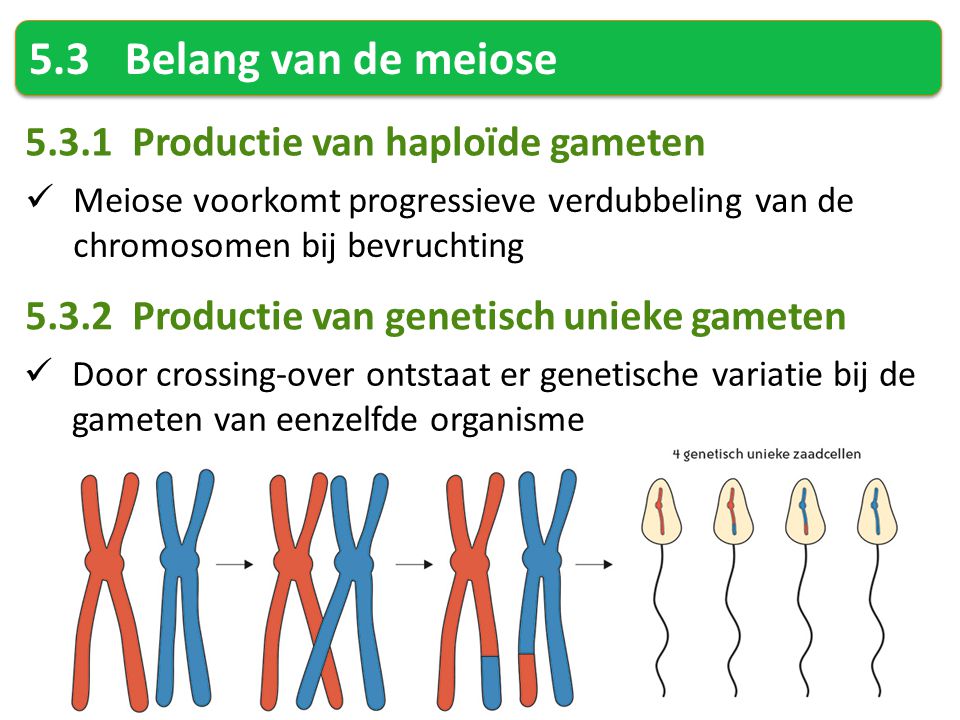 5.3 Belang van de meiose Productie van haploïde gameten