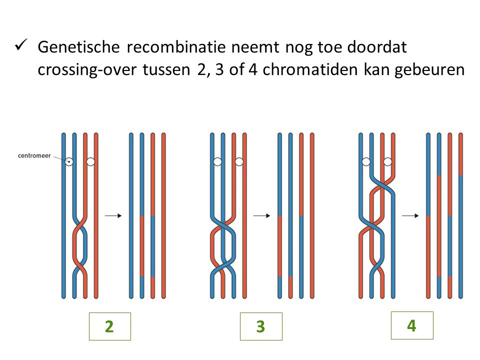 Genetische recombinatie neemt nog toe doordat crossing-over tussen 2, 3 of 4 chromatiden kan gebeuren