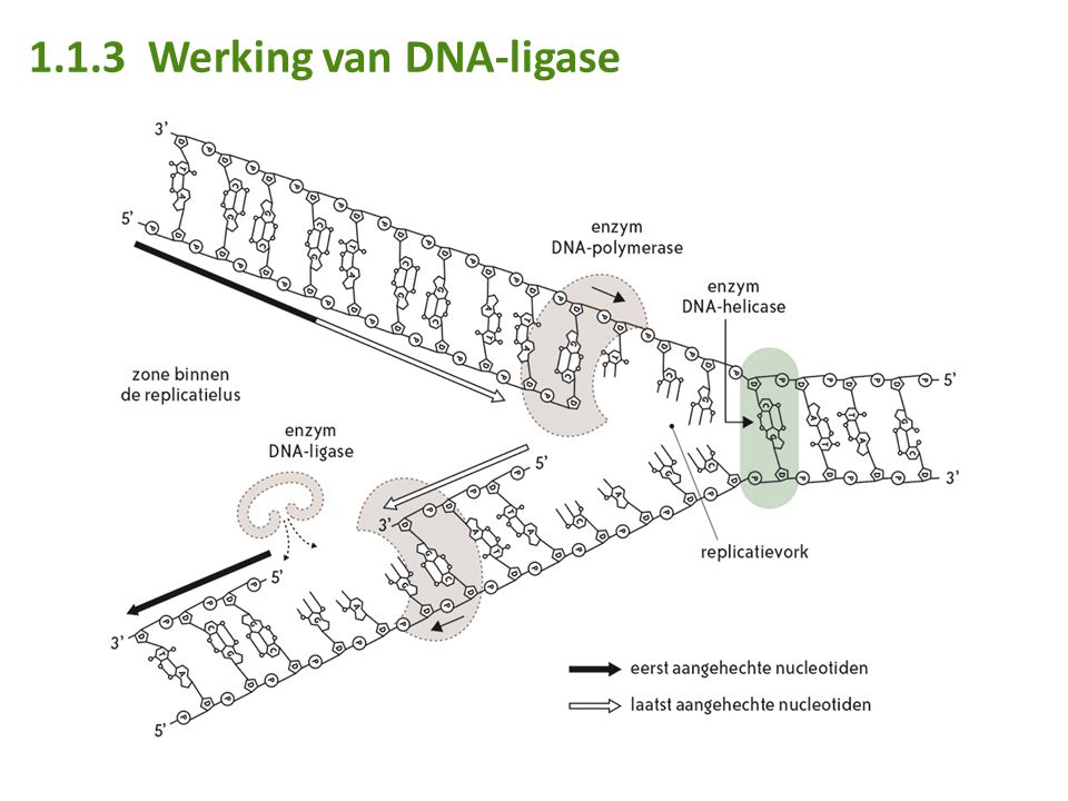 1.1.3 Werking van DNA-ligase