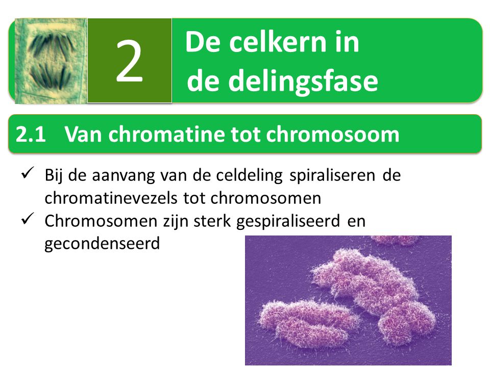 2 2.1 Van chromatine tot chromosoom De celkern in de delingsfase