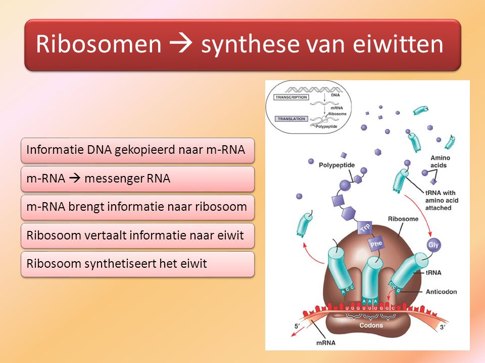 Ribosomen  synthese van eiwitten