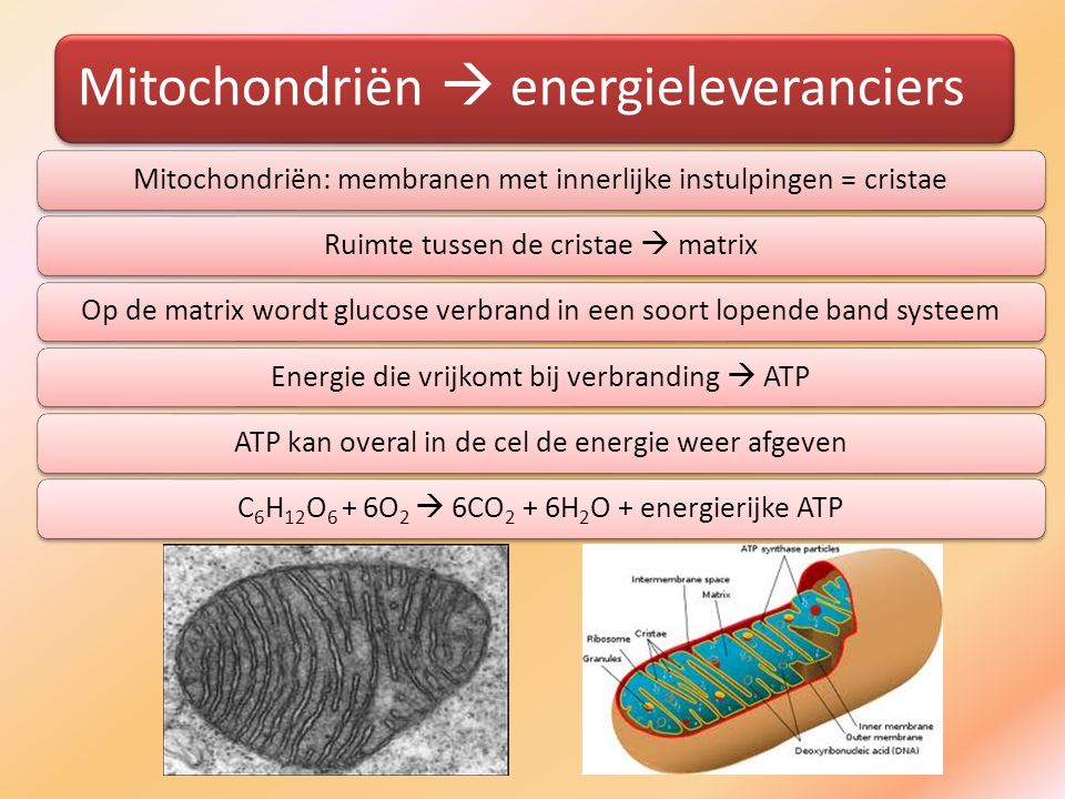 Mitochondriën  energieleveranciers