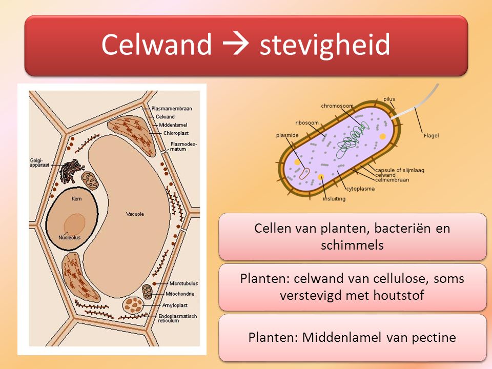 Celwand  stevigheid Cellen van planten, bacteriën en schimmels