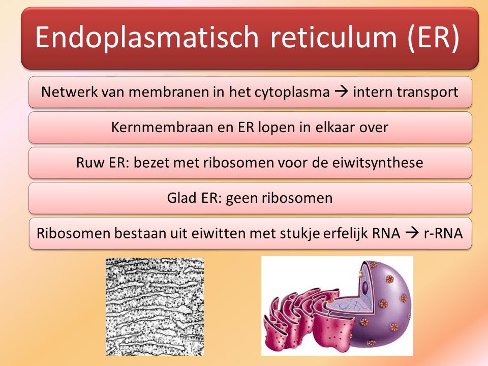 Endoplasmatisch reticulum (ER)