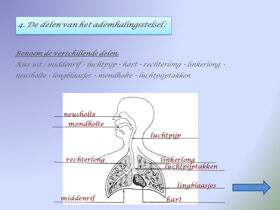 4. De delen van het ademhalingsstelsel :