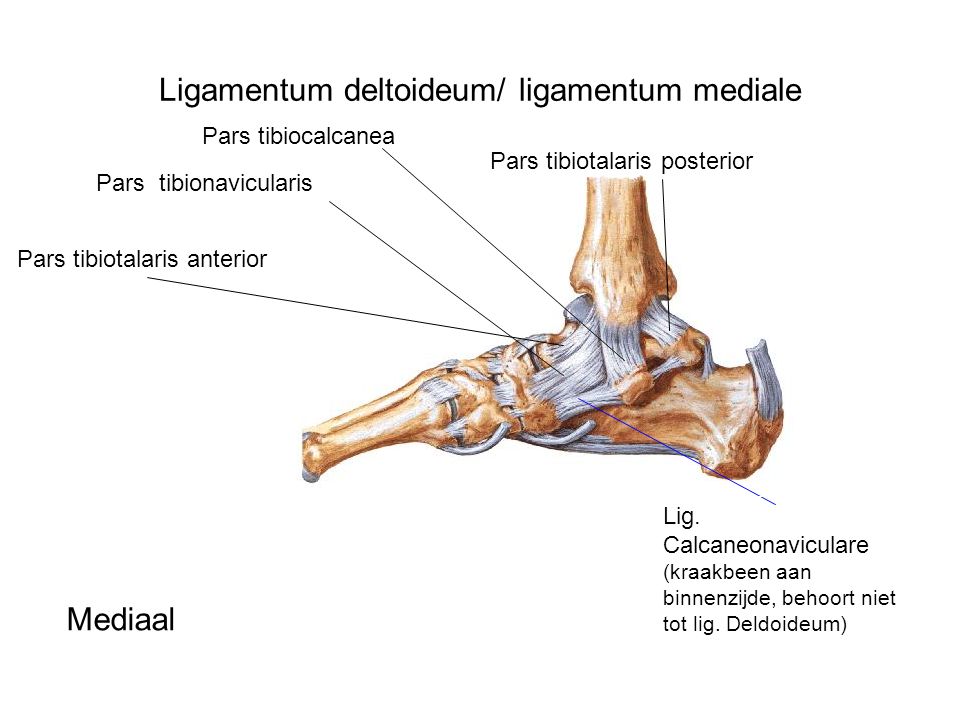 Ligamentum deltoideum/ ligamentum mediale