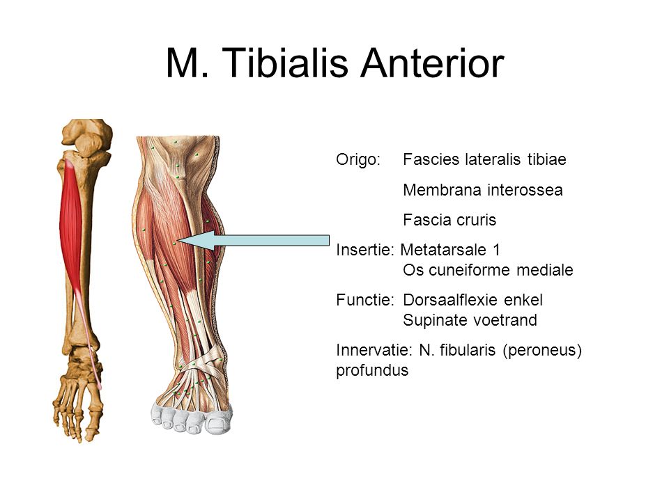 M. Tibialis Anterior Origo: Fascies lateralis tibiae