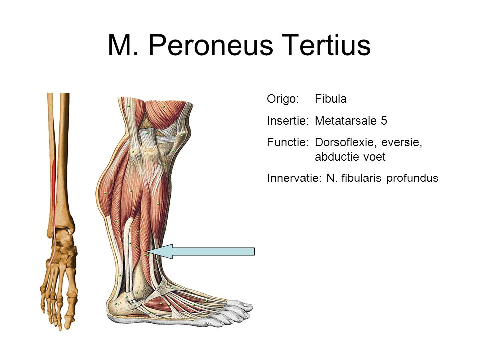M. Peroneus Tertius Origo: Fibula Insertie: Metatarsale 5