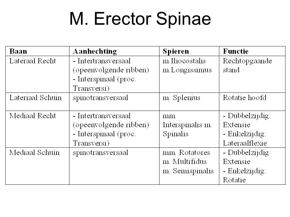 M. Erector Spinae