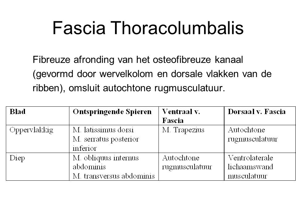 Fascia Thoracolumbalis