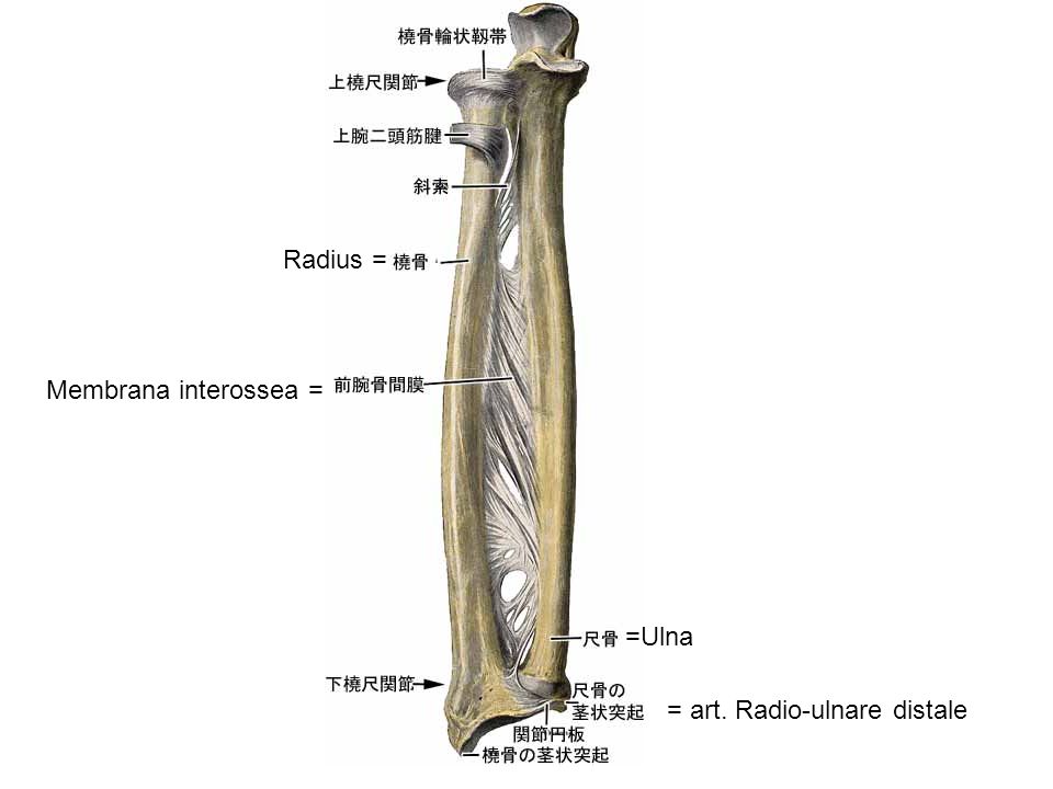 Radius = Membrana interossea = =Ulna = art. Radio-ulnare distale