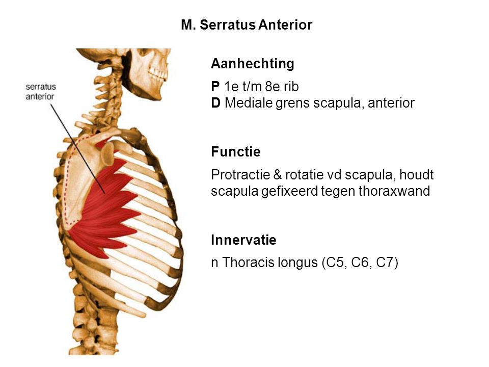 M. Serratus Anterior Aanhechting. P 1e t/m 8e rib. D Mediale grens scapula, anterior. Functie.