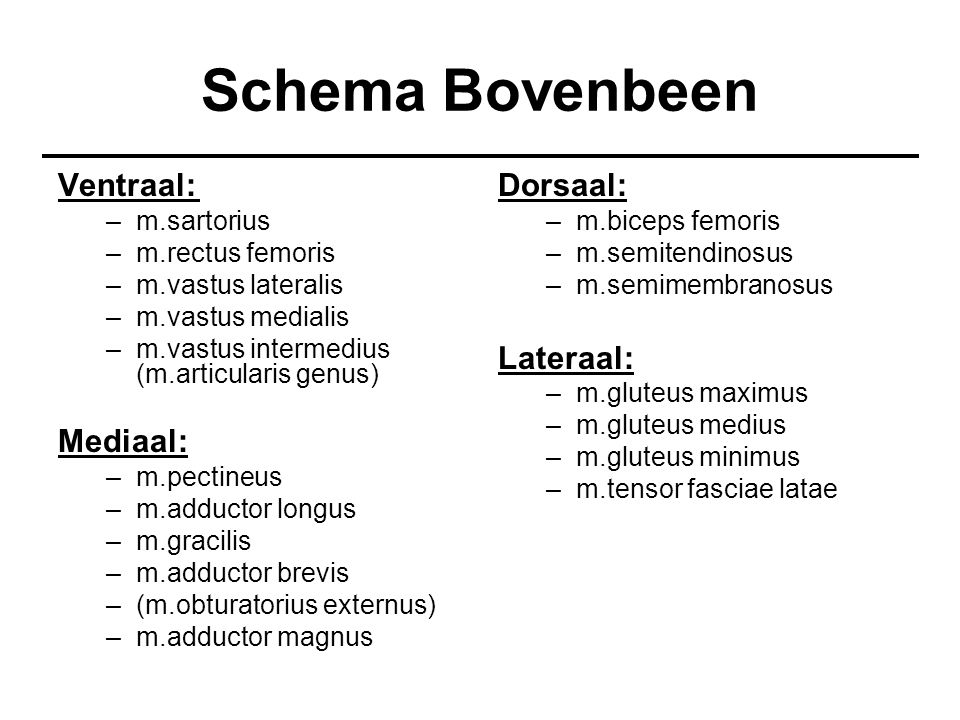 Schema Bovenbeen Ventraal: Mediaal: Dorsaal: Lateraal: m.sartorius